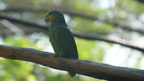 Parakeet-on-a-branch-in-French-Guiana-zoo-Forpus-passerinus